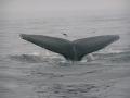 back of humpback tail fluke